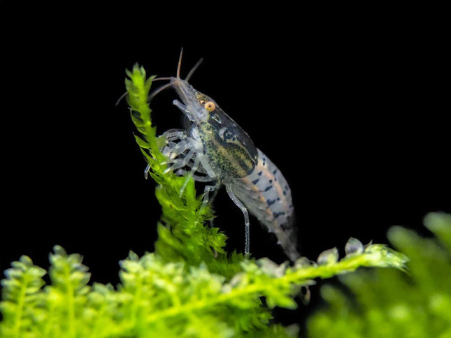 Carbon Rilli Cherry - Nano Tanks Australia
