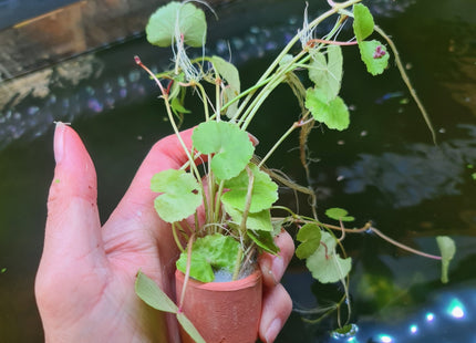 Cardamine Leucocephala (giant cardamine) in terracotta pot - Nano Tanks Australia Aquarium Shop