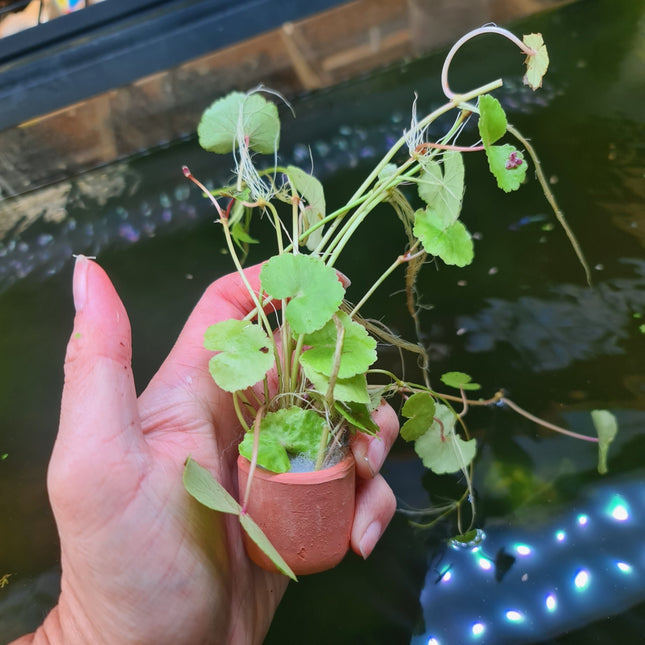 Cardamine Leucocephala (giant cardamine) in terracotta pot - Nano Tanks Australia Aquarium Shop