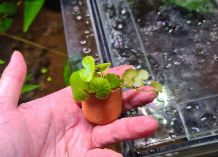 Cardamine Leucocephala (giant cardamine) in terracotta pot - Nano Tanks Australia