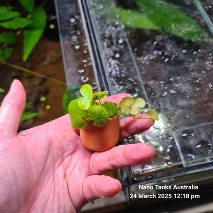 Cardamine Leucocephala (giant cardamine) in terracotta pot - Nano Tanks Australia