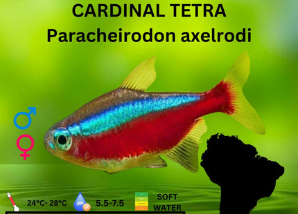 Cardinal Tetra 2.5-3cm - Nano Tanks Australia Aquarium Shop