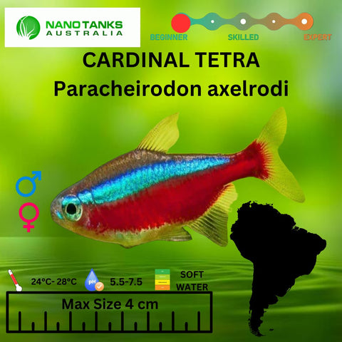Cardinal Tetra 2.5-3cm - Nano Tanks Australia Aquarium Shop