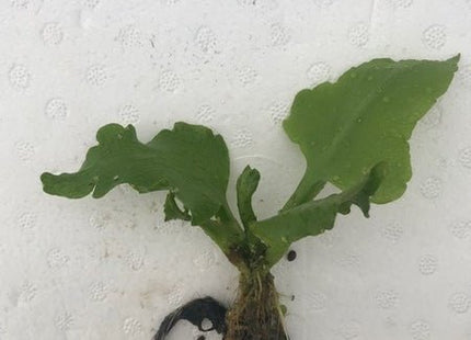 Ceratophyllum pteridoides Antler Fern - Nano Tanks Australia Aquarium Shop