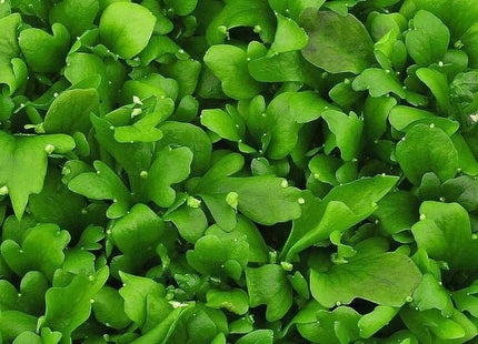 Ceratophyllum pteridoides Antler Fern - Nano Tanks Australia Aquarium Shop