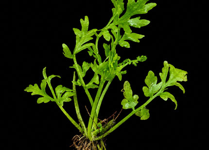 Ceratopteris cornuta (Coarse Water Sprite) – Single Plant - Nano Tanks Australia