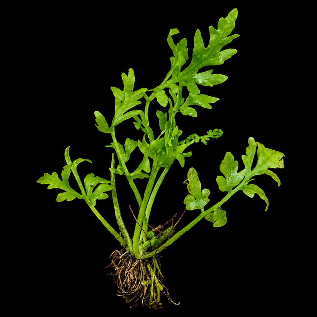 Ceratopteris cornuta (Coarse Water Sprite) – Single Plant - Nano Tanks Australia