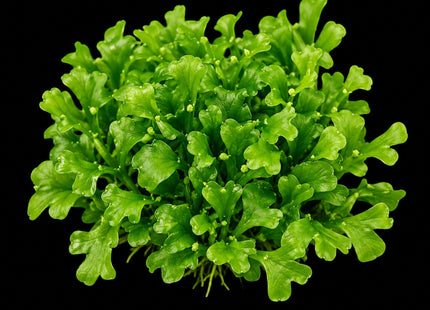 Ceratopteris pteridoides (Antler Fern) - Nano Tanks Australia