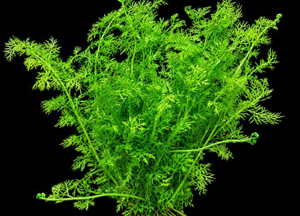 Ceratopteris thalictroides (Fine Leaf Indian Fern) – 2 Plantlets ≥5cm - Nano Tanks Australia
