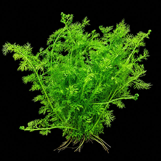 Ceratopteris thalictroides (Fine Leaf Indian Fern) – 2 Plantlets ≥5cm - Nano Tanks Australia