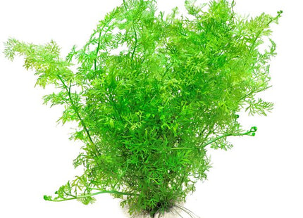 Ceratopteris thalictroides Fine leaf Indian fern 2 plantlets at least 5cm tall - Nano Tanks Australia Aquarium Shop