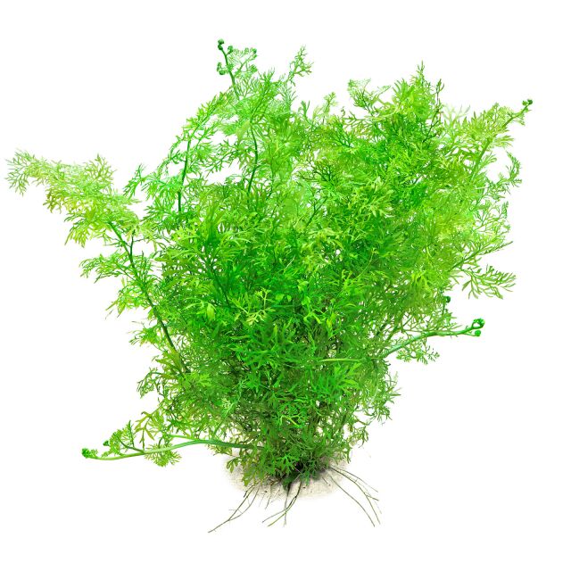 Ceratopteris thalictroides Fine leaf Indian fern 2 plantlets at least 5cm tall - Nano Tanks Australia Aquarium Shop