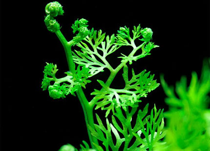 Ceratopteris thalictroides Fine leaf Indian fern 2 plantlets at least 5cm tall - Nano Tanks Australia Aquarium Shop