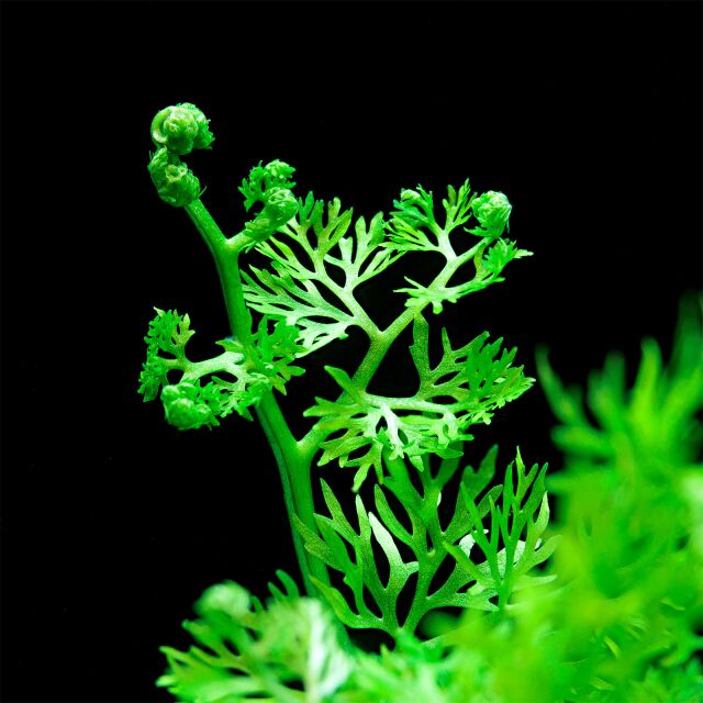 Ceratopteris thalictroides Fine leaf Indian fern 2 plantlets at least 5cm tall - Nano Tanks Australia Aquarium Shop