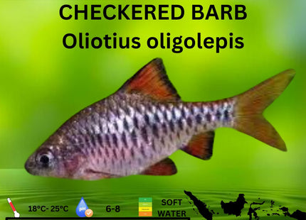 Checkered Barb Oliotius oligolepis 3cm - Nano Tanks Australia Aquarium Shop