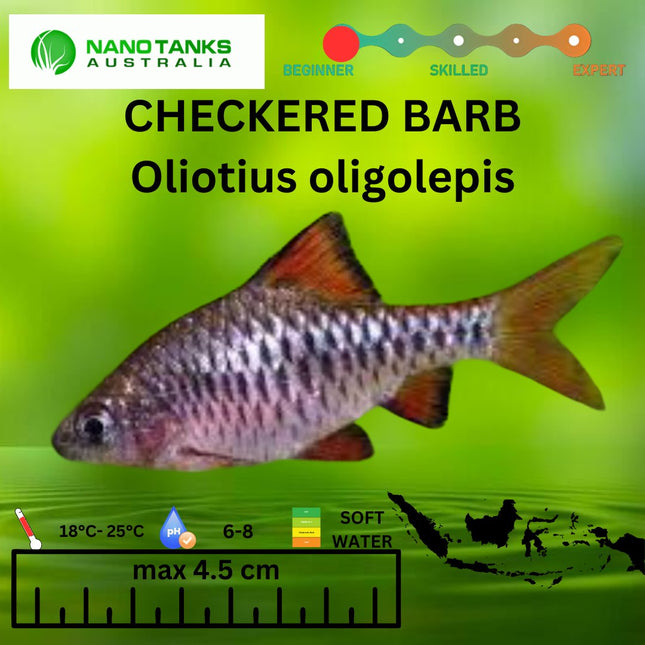 Checkered Barb Oliotius oligolepis 3cm - Nano Tanks Australia Aquarium Shop