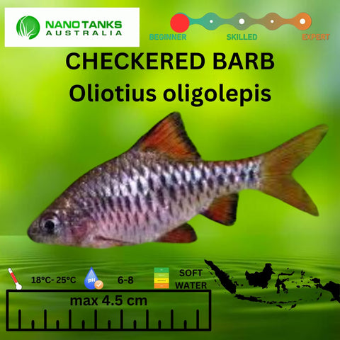 Checkered Barb Oliotius oligolepis 3cm - Nano Tanks Australia Aquarium Shop