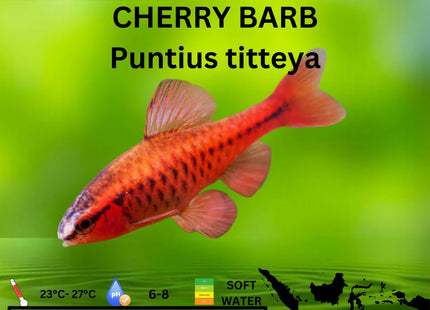 Cherry Barb Puntius titteya 3cm - Nano Tanks Australia Aquarium Shop