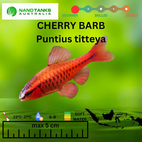 Cherry Barb Puntius titteya 3cm - Nano Tanks Australia Aquarium Shop