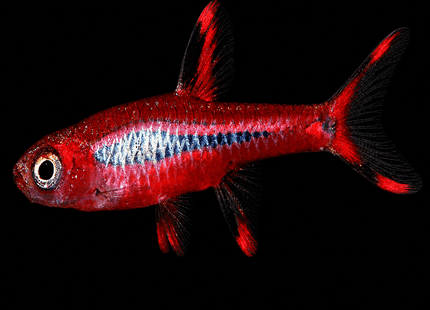 Chilli Rasbora Boraras Brigittae - Nano Tanks Australia