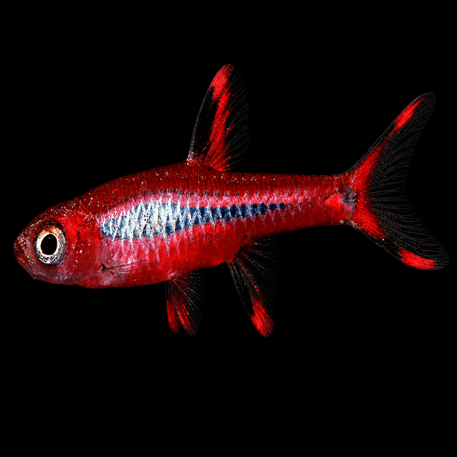Chilli Rasbora Boraras Brigittae - Nano Tanks Australia