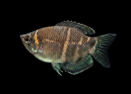 Chocolate Gourami - Nano Tanks Australia
