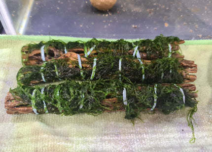 Cholla Wood with Java Moss for planted aquariums