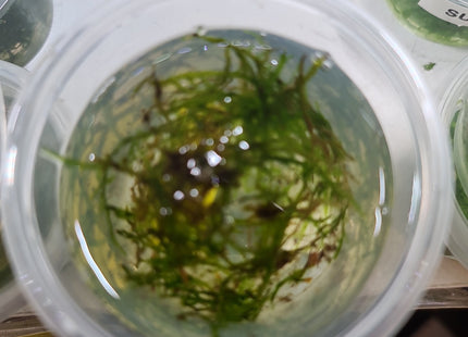 Christmas Moss Loose - Nano Tanks Australia Aquarium Shop