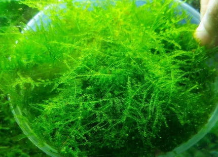 Christmas Moss Loose - Nano Tanks Australia Aquarium Shop