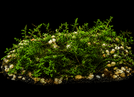 Christmas Moss on plate - Nano Tanks Australia