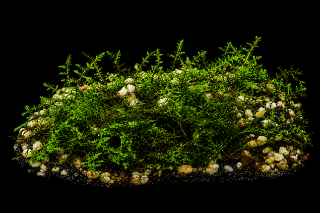 Christmas Moss on plate - Nano Tanks Australia