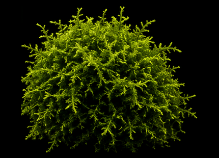Christmas Moss (Vesicularia montagnei) 5×5cm Portion - Nano Tanks Australia