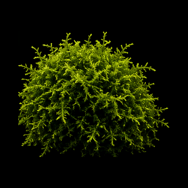 Christmas Moss (Vesicularia montagnei) 5×5cm Portion - Nano Tanks Australia