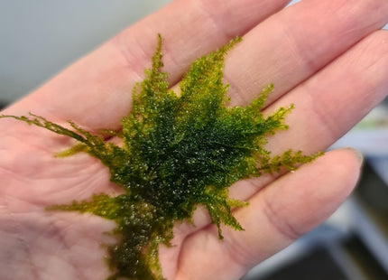 Christmas Moss (Vesicularia montagnei) 5×5cm Portion - Nano Tanks Australia