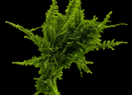 Christmas Moss (Vesicularia montagnei) 5×5cm Portion - Nano Tanks Australia