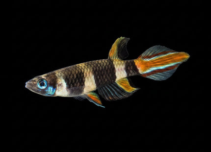 Clown Panchax (Killifish)1-3cm - Nano Tanks Australia