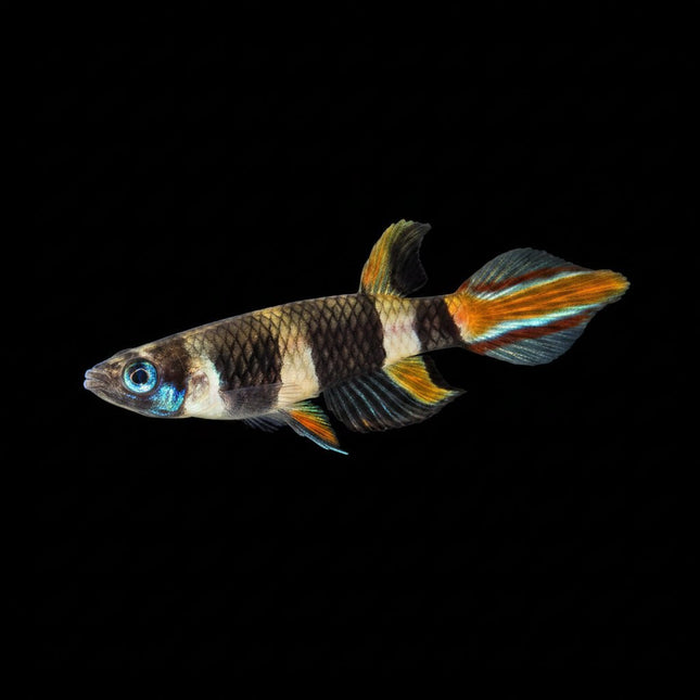 Clown Panchax (Killifish)1-3cm - Nano Tanks Australia