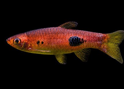 Clown Rasbora (Rasbora kalochroma) - Nano Tanks Australia