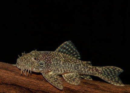Common Bristlenose (Ancistrus cirrhosus) - Nano Tanks Australia