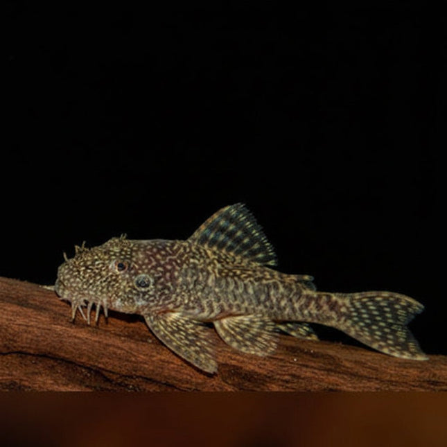 Common Bristlenose (Ancistrus cirrhosus) - Nano Tanks Australia