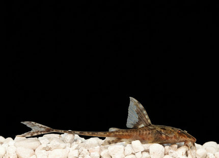 Common Whiptail Catfish (Rineloricaria lanceolata) - Nano Tanks Australia