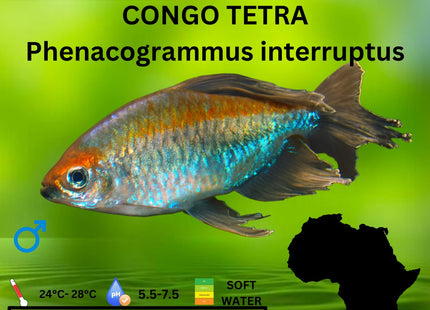 Congo Tetra 5-6cm (Phenacogrammus interruptus) - Nano Tanks Australia Aquarium Shop