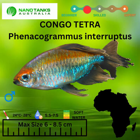 Congo Tetra 5-6cm (Phenacogrammus interruptus) - Nano Tanks Australia Aquarium Shop