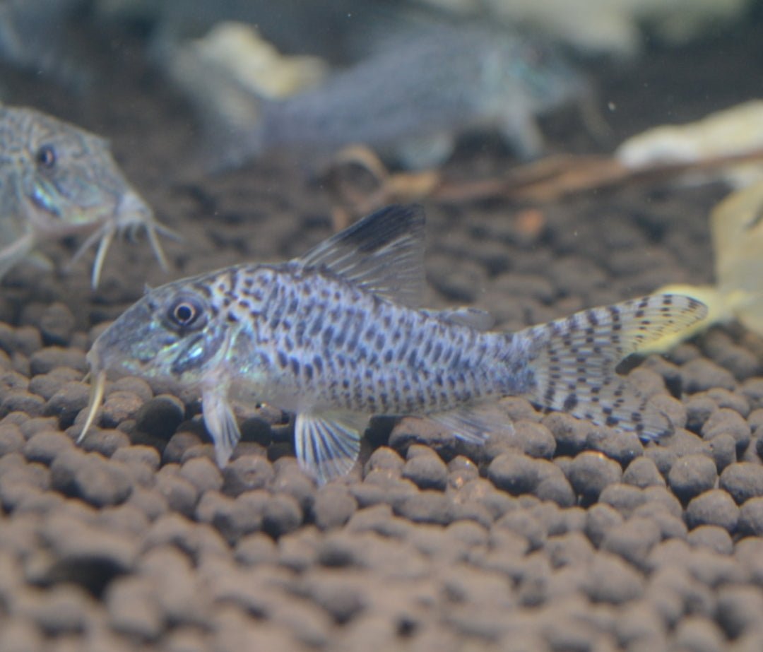 Corydoras Acutus Blacktop - Nano Tanks Australia Aquarium Shop