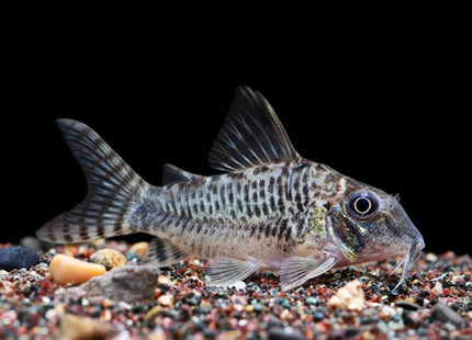Corydoras Acutus Blacktop - Nano Tanks Australia