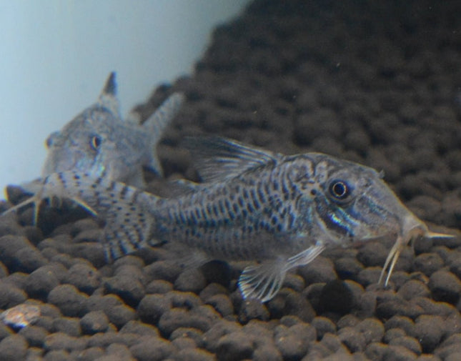 Corydoras Acutus Blacktop - Nano Tanks Australia Aquarium Shop