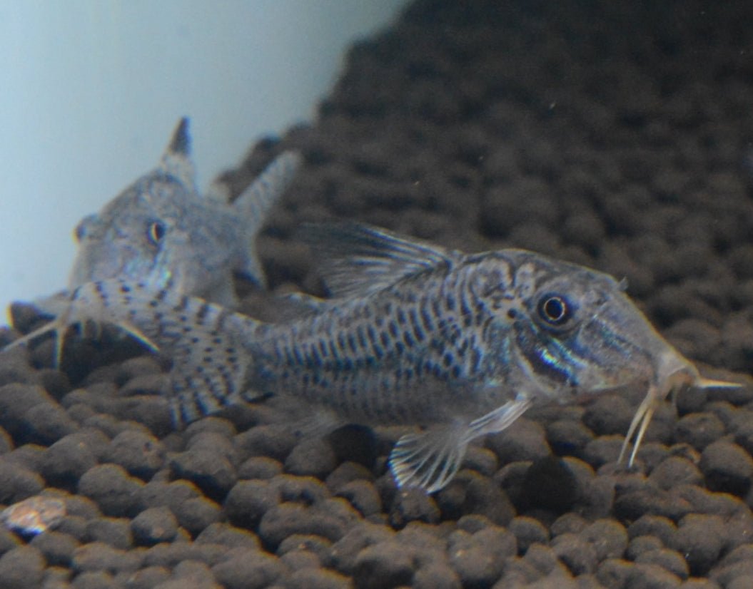 Corydoras Acutus Blacktop – Nano Tanks Australia Aquarium Shop