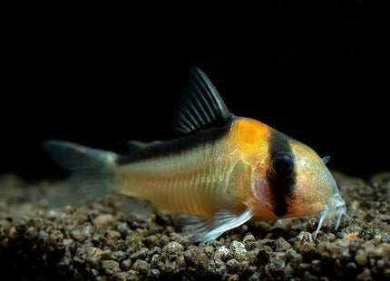 Corydoras Adolfoi 3-5cm - Nano Tanks Australia