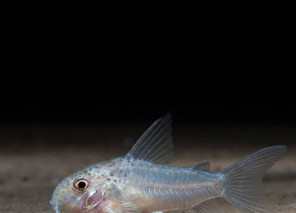 Corydoras albolineatus C056 - Nano Tanks Australia