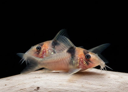 Corydoras Amandajanea - Nano Tanks Australia